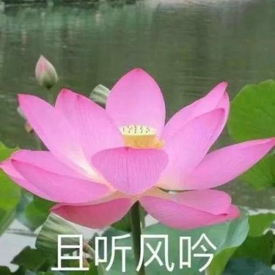 贝皮科伦坡号飞掠水星 - September 7, 2024