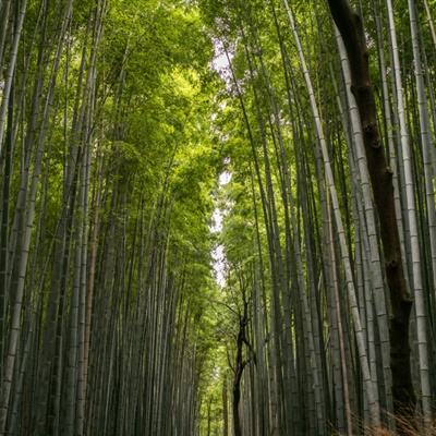 上海市地方志办公室赴电科数字开展“发现上海·行走党课”主题党日活动